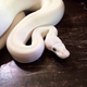 Image for article titled A Look Inside Japan's Reptile Cafes